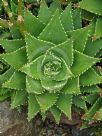 Aloe brevifolia