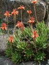 Aloe brevifolia