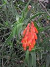 Aloe ciliaris