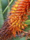 Aloe ferox