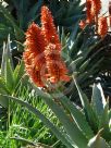 Aloe ferox