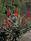 Aloe ferox