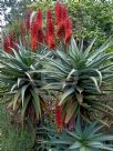 Aloe ferox