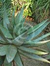 Aloe marlothii