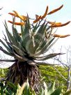 Aloe marlothii