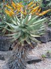 Aloe marlothii