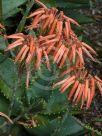 Aloe perfoliata