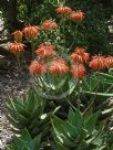 Aloe perfoliata