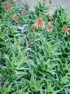 Aloe perfoliata