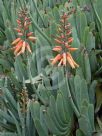 Aloe plicatilis