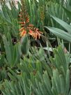 Aloe plicatilis