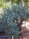 Aloe plicatilis