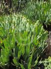 Aloe plicatilis