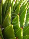 Aloe polyphylla