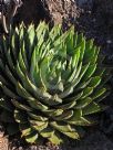 Aloe polyphylla