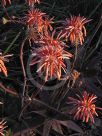 Aloe maculata