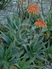 Aloe maculata