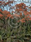 Aloe maculata