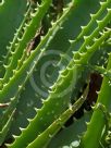 Aloe spinosissima