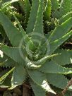 Aloe spinosissima