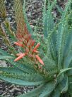 Aloe spinosissima