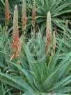 Aloe spinosissima