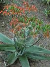 Aloe striata