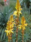 Aloe cryptopoda