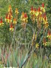 Aloe cryptopoda