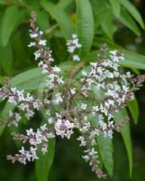 Aloysia citriodora