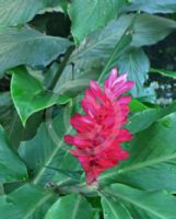 Alpinia purpurata