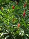 Alpinia purpurata