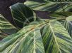 Alpinia zerumbet Variegata