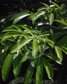 Alstonia scholaris