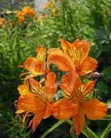 Alstroemeria aurea