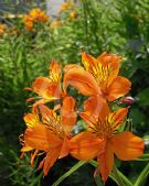 Alstroemeria aurea