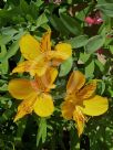 Alstroemeria aurea