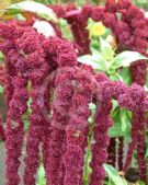 Amaranthus caudatus