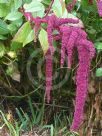 Amaranthus caudatus