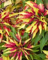 Amaranthus tricolor