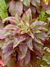 Amaranthus tricolor