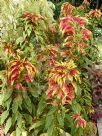 Amaranthus tricolor