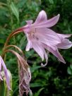 Amarcrinum memoria-corsii