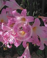 Amaryllis belladonna