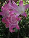 Amaryllis belladonna