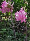 Amaryllis belladonna