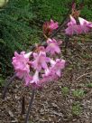 Amaryllis belladonna