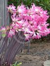 Amaryllis belladonna