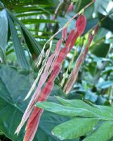 Amherstia nobilis