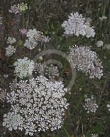 Ammi majus